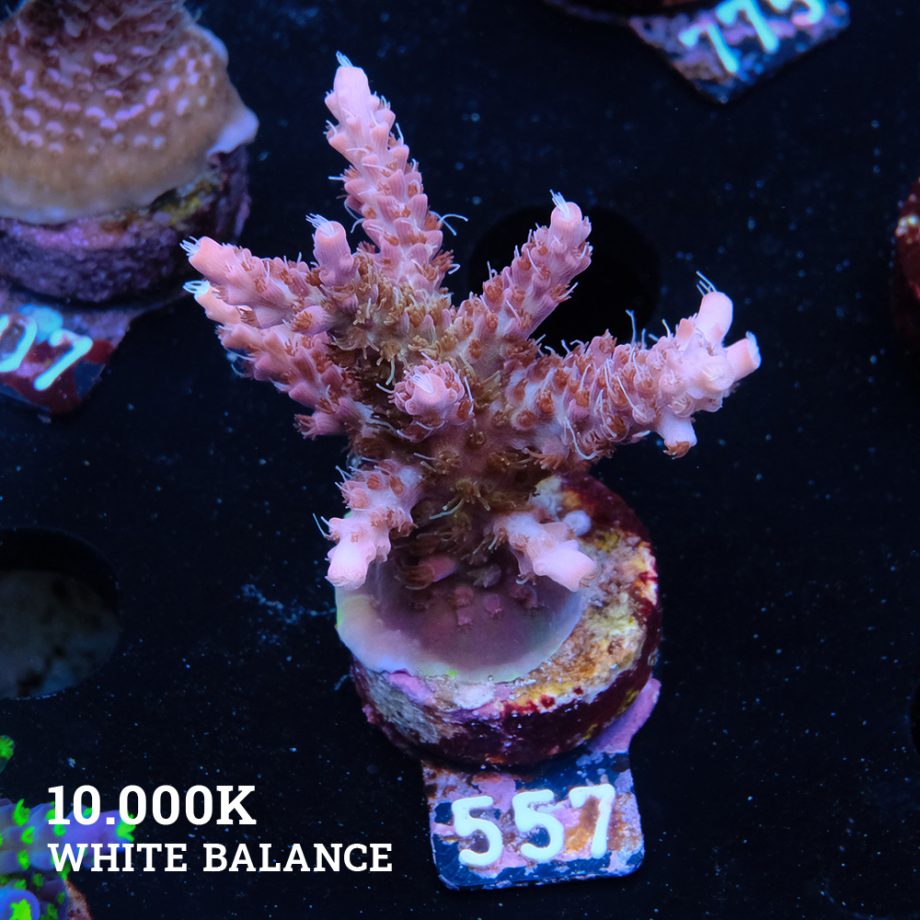 Acropora 'Confetti Morph'