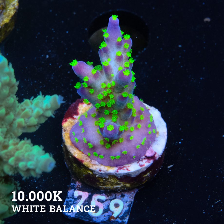 Acropora 'Tricolor'