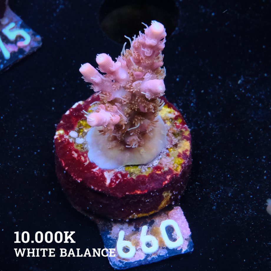 Acropora 'Confetti Morph'