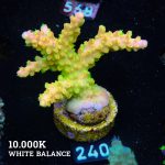 TK Mango Garden
