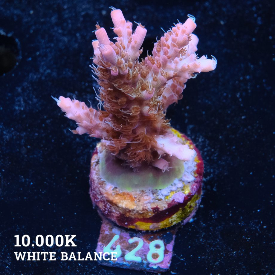 Acropora 'Confetti Morph'