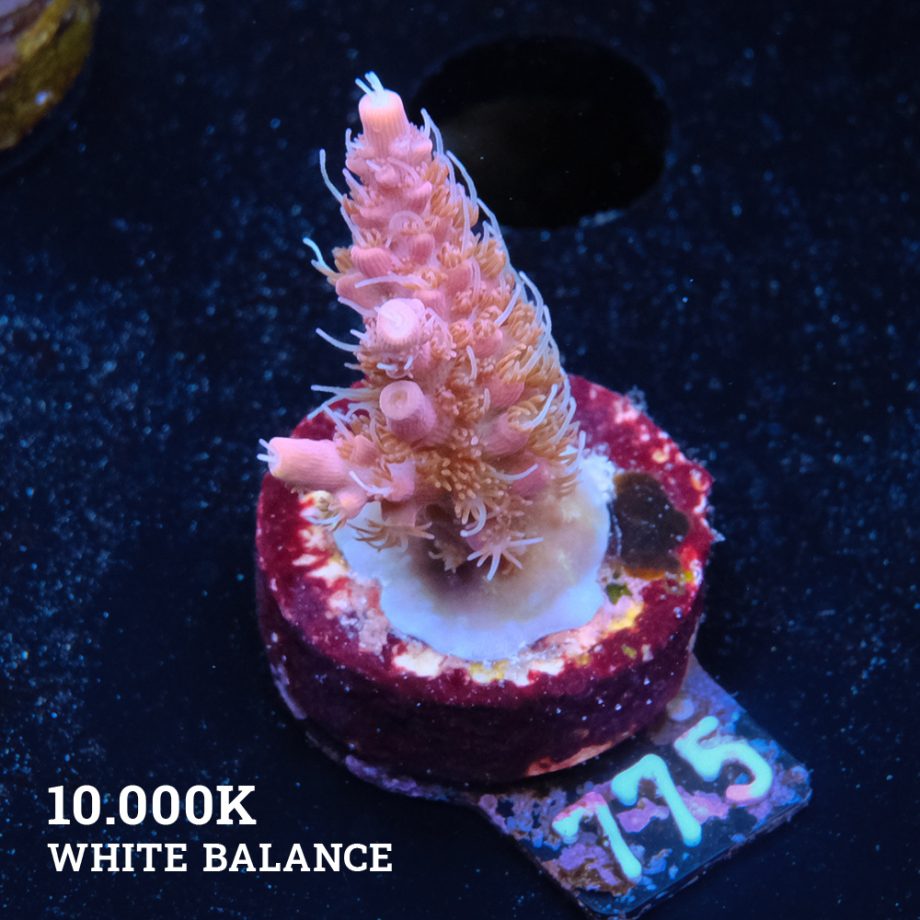 Acropora 'Confetti Morph'