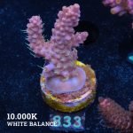 Acropora 'Purple & Yellow'