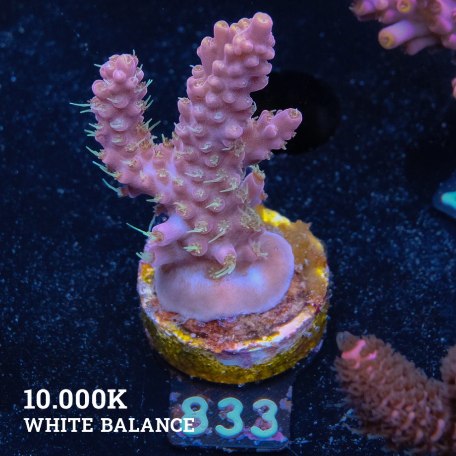 Acropora 'Purple & Yellow'