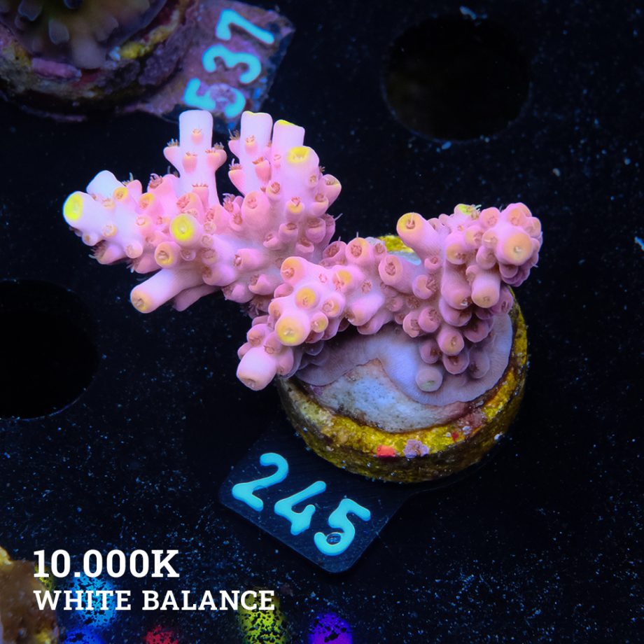 Acropora Rosaria 'Ultra'