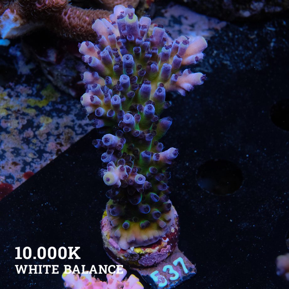 Acropora 'Cali Tort'