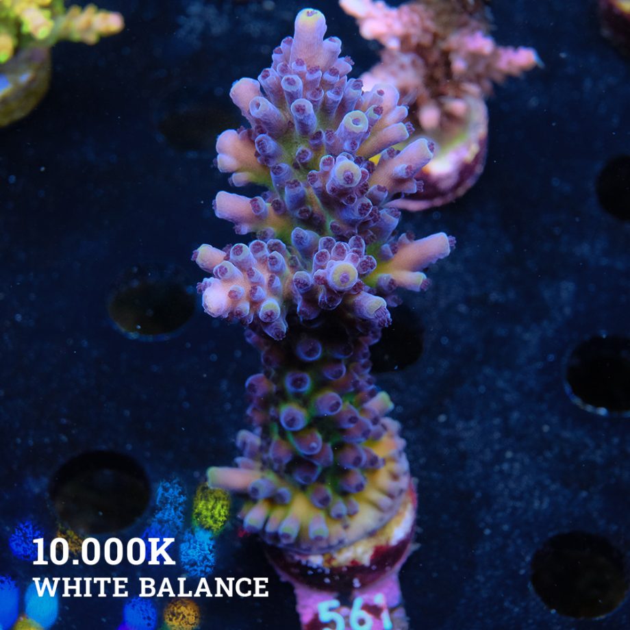 Acropora 'Cali Tort