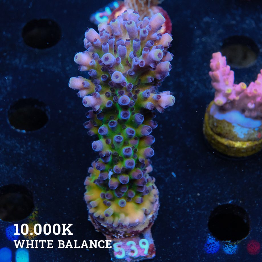 Acropora 'Cali Tort
