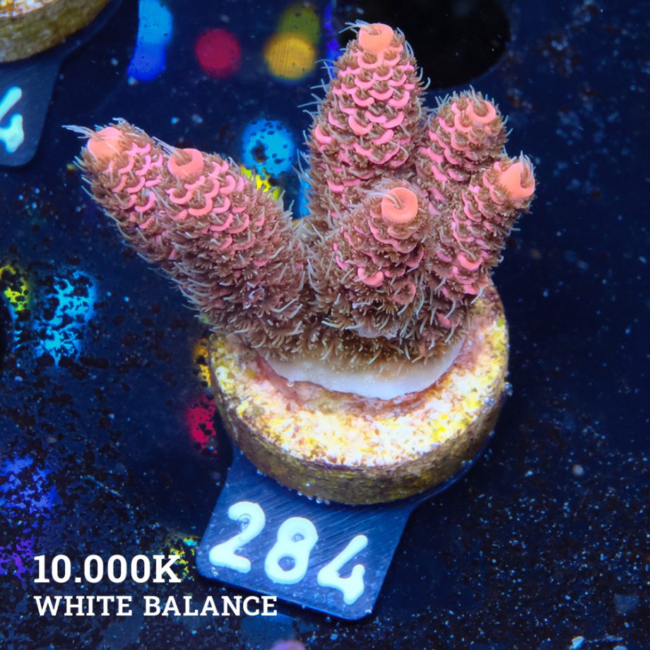 Acropora Millepora 'Pink & Green'