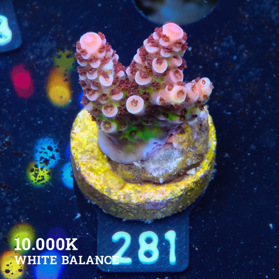 Acropora 'Fluo Bicolor II'