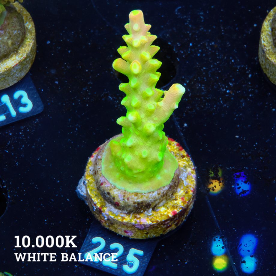 FM Sour Patch