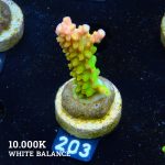 TK Mango Garden