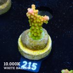 TK Mango Garden