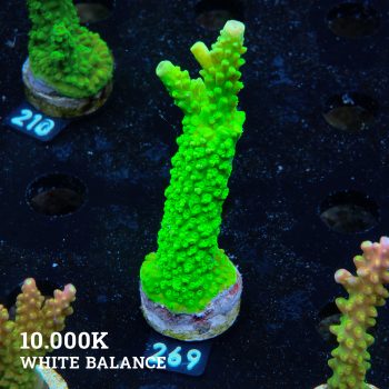 Acropora Tumida 'Enzmann'