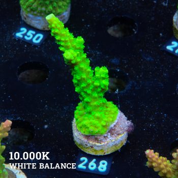 Acropora Tumida "Enzmann