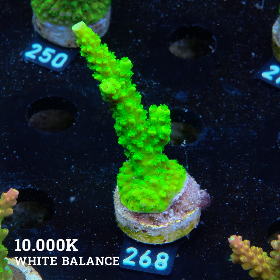 Acropora Tumida 'Enzmann