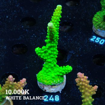 Acropora Tumida "Enzmann