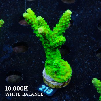 Acropora Tumida "Enzmann