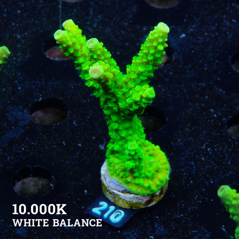 Acropora Tumida 'Enzmann