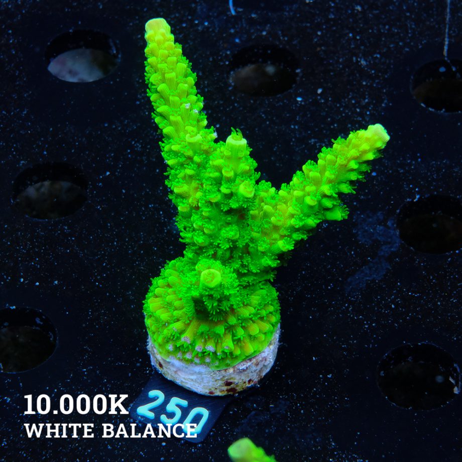 Acropora Tumida 'Enzmann'