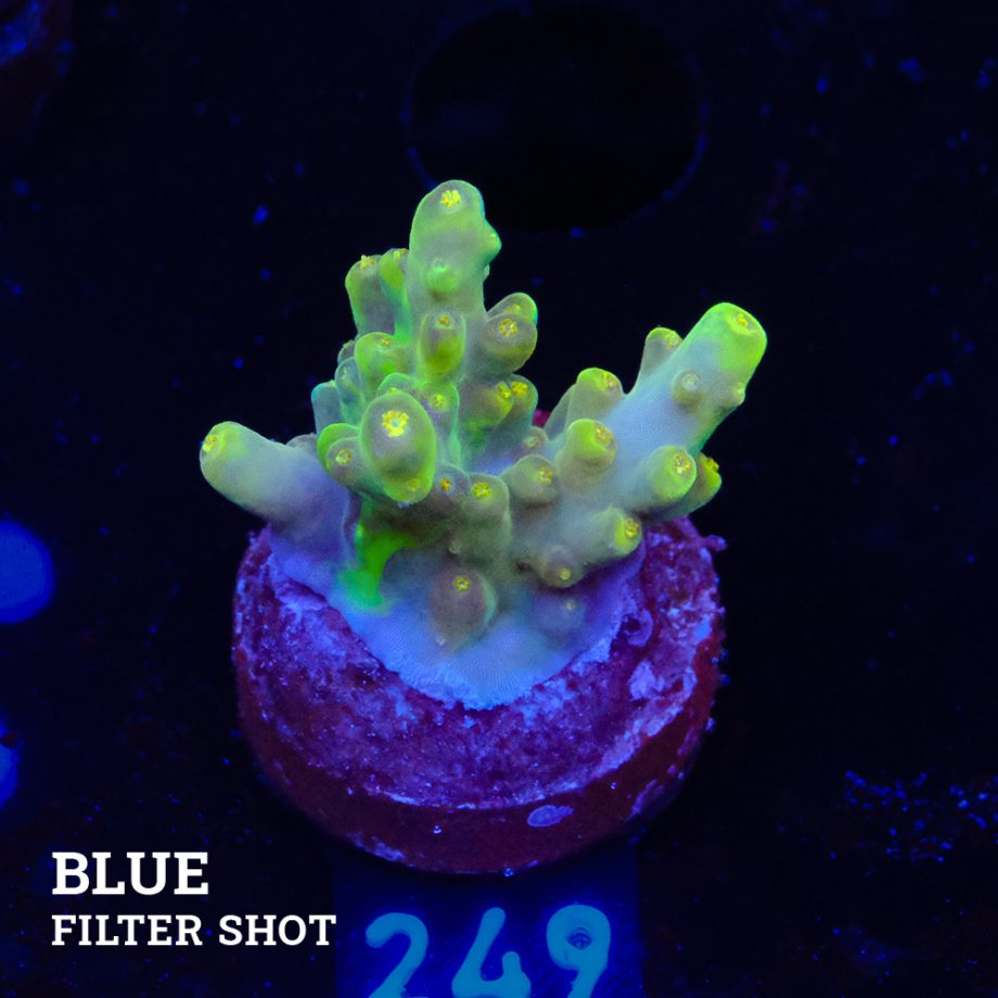 Acropora 'Greenish Jawdropper'