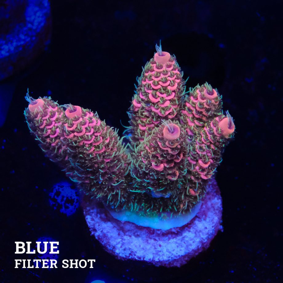Acropora Millepora 'Pink & Green'