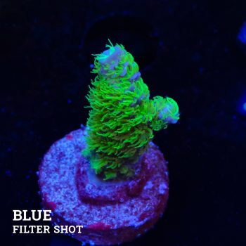 Acropora 'Hippies Cousin'