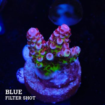 Acropora 'Fluo Bicolor II'