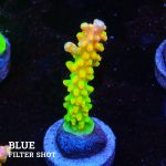 TK Mango Garden