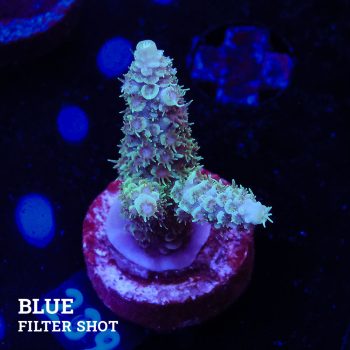 Acropora 'Fiji'