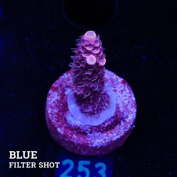 Acropora Millepora 'Pink & Prange Tips'