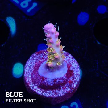 Acropora 'Confetti Ultra