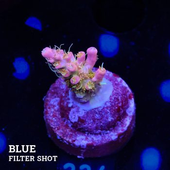 Acropora 'Confetti Ultra