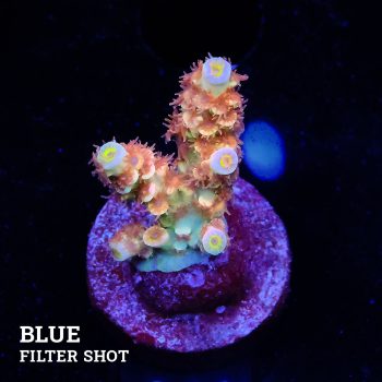 Acropora Tenuis 'Fuzzy Rainbow'