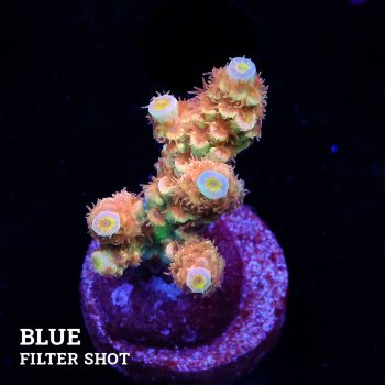 Acropora Tenuis 'Fuzzy Rainbow'