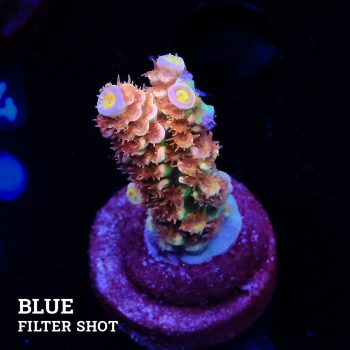 Acropora Tenuis 'Fuzzy Rainbow'