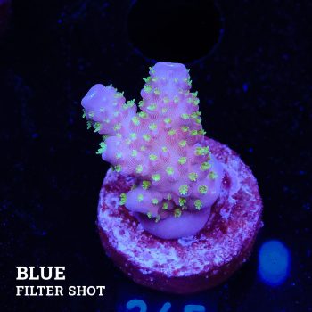 Acropora Gimmifera 'Rainbow' (Arco iris)