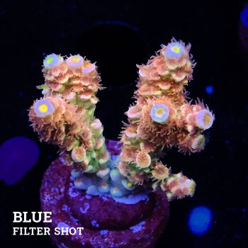Acropora Tenuis 'Fuzzy Rainbow'