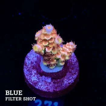 Acropora Tenuis 'Fuzzy Rainbow'