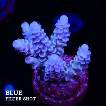 Acropora Tenuis 'Soft Blue'