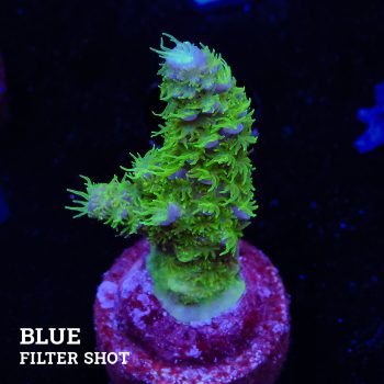 Acropora 'Hippies Cousin'