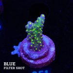 Acropora Tricolor