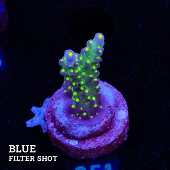 Acropora Tricolor