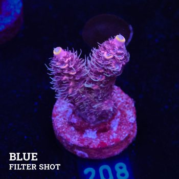 Acropora Millepora 'Pink & Prange Tips'