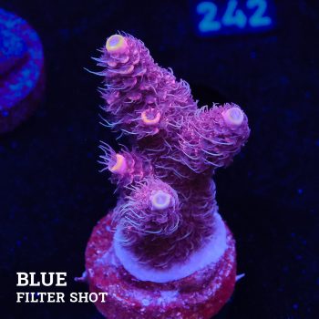Acropora Millepora 'Pink & Prange Tips'