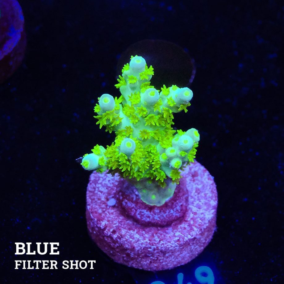 Acropora Bellina