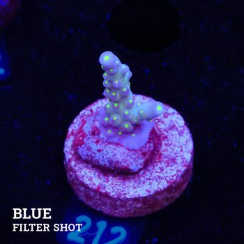 Acropora Tricolor