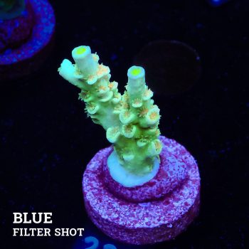 Acropora Tenuis 'Cyan & Orange'
