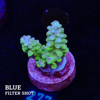 Acropora Sp