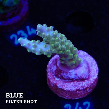 Acropora Valida